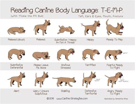 Dog Tail Meaning Chart