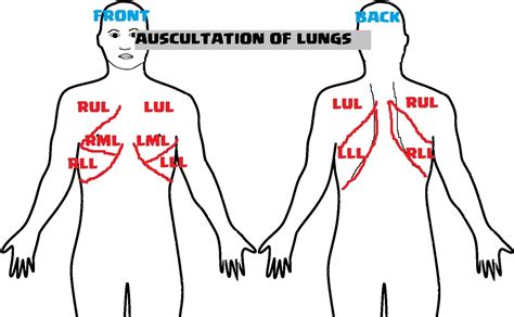 Auscultation Lungs Respiratory Systemchest Lunges Respiratory