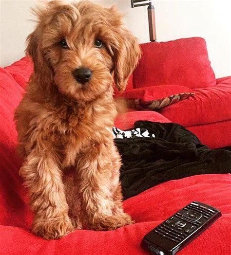 Visit this page for information on number of participants from our doodle characteristics survey. F1 Mini Goldendoodle Full Grown