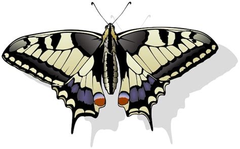 Mariposa Cola De Golondrina Tigre Papilio Glaucus Vector Premium