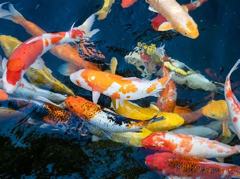 A Koi Fish Seller Says Business Is Booming Thanks To His Careful