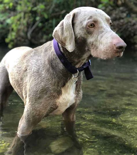 Weimaraner Labrador Retriever Mix Dog For Adoption Austin Texas