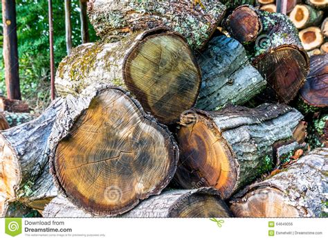 Pile Of Cut Eucalyptus Tree Logs In A Forest Stock Photo Image Of