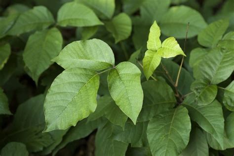 Poison Ivy Allergy What You Need To Know