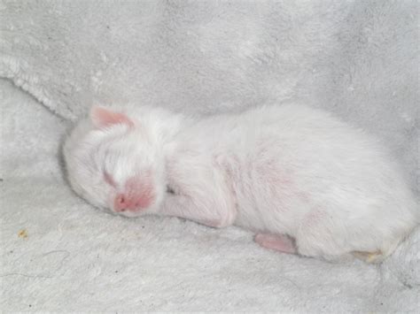 8 Day Old Miraclehelp Newborn Kittens Cat Love Kittens