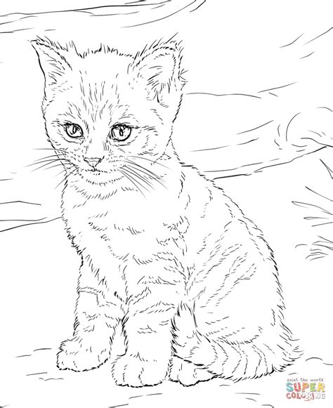 Cute Kitten Super Coloring Super Coloring Pages Online Coloring