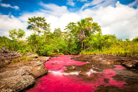 Caño Cristales el río de los siete colores Viajando por Colombia