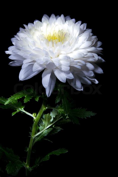 White Chrysanthemum Stock Image Colourbox