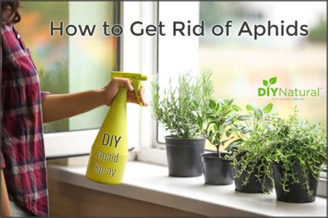 How To Get Rid Of Aphids Info On Aphids And A Homemade