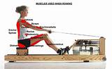Rowing Machine Core Muscles Pictures