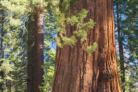 Giant Sequoias Forest Sequoia National Park In California Sierra Nevada