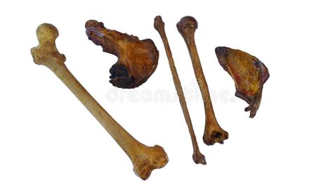 Human Bones As Fibula Humerus Scapula Pelvic On White Stock Image