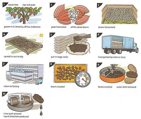 The Diagrams Describe The Process Of The Chocolate Making Which