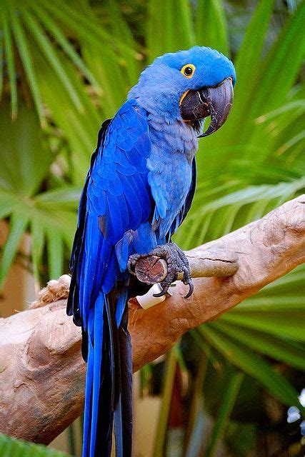 Blue Parrot With A Wise Smile Pet Birds Parrot Beautiful Birds