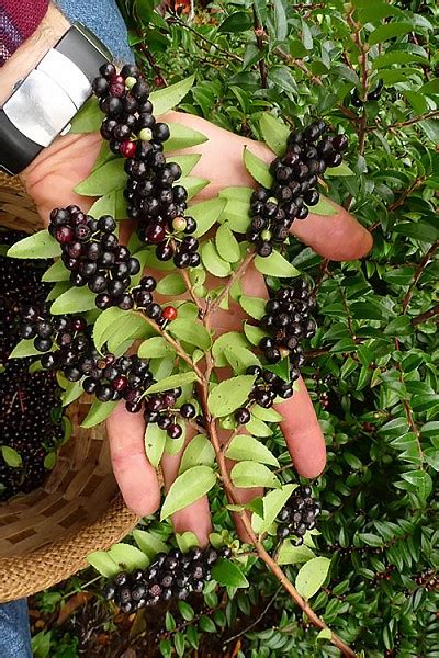 Buy Evergreen Huckleberry Free Shipping Wilson Bros Gardens
