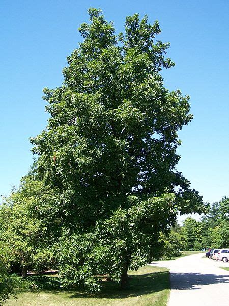 Hickory Tree Pictures Facts On Hickory Trees