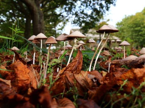 Where Magic Mushrooms Actually Come From