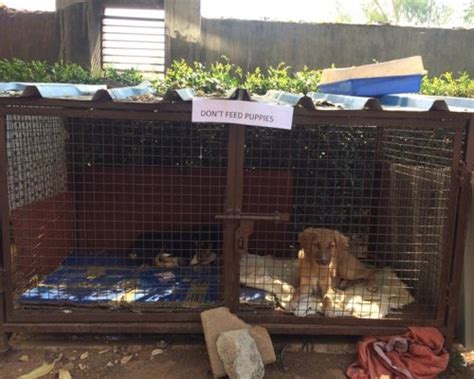 Pet Adoption Pune Helping Strays Pet Adoption Pune