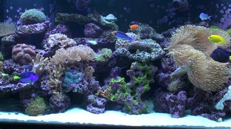 Awesome 210 Gal Reef Tank Youtube