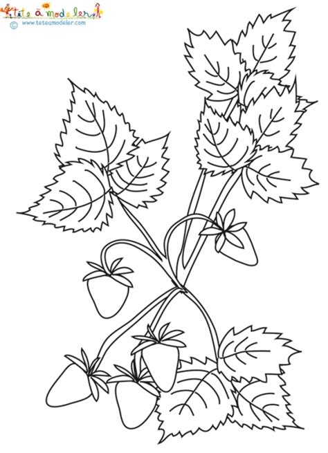 Plusieurs millers de coloriages à imprimer et à colorier sont disponibles gratuitement. Coloriage des fraises des bois sur le plant - coloriage ...