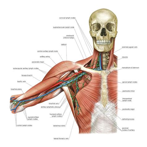Upper Body Lymphoid System Photograph By Asklepios Medical Atlas