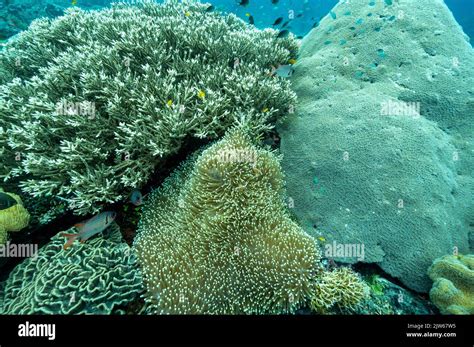 Reef Scenic With Pristine Hard Corals And Magnificent Sea Anemone Raja
