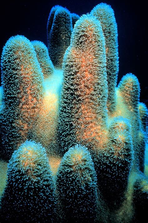 Why Do Deep Sea Corals Glow In The Dark Scientists Have A Surprising