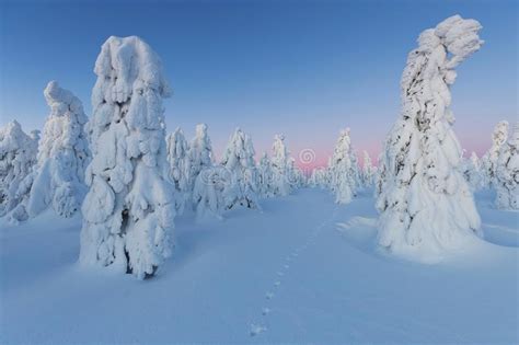 Winter Panorama Landscape With Forest Trees Covered Snow And Sunrise