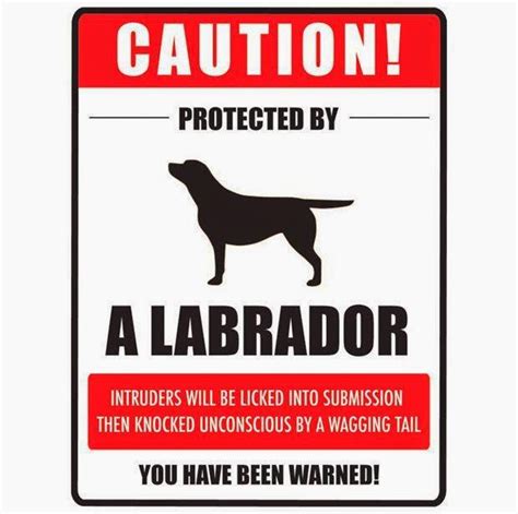 Labrador Dog Warning Sign ~ Funny Joke Pictures