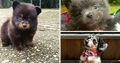 20 adorable puppies that are almost too cute to be real