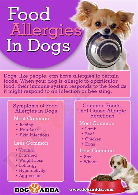 How Do I Know If My Dog Has Food Allergies