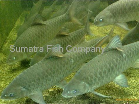It is touted as the most expensive freshwater fish, with prices reaching as high as rm1. Mahseer fish products,Indonesia Mahseer fish supplier
