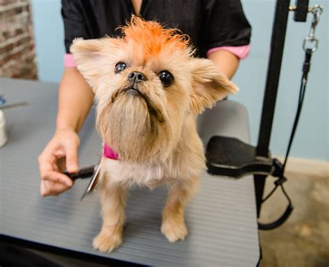 Free returns · helping 18,000+ shelters · 35% off first autoship The 10 Best Dog Groomers in Manhattan for 2017
