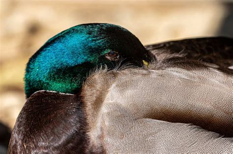 A Male Mallard Duck With His Head Tucked Under His Wing Stock Image