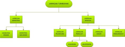 Peta Konsep Tentang Struktur Dan Fungsi Jaringan Tumbuhan Porn Sex