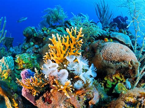 What Is Marine Biology Ocean Acidification Coral Bleaching Cuba Sea