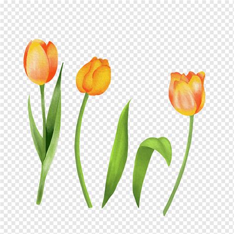 Tulip Flower Clipart Outline Clip Art Library My Xxx Hot Girl