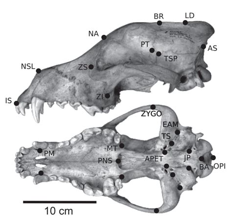 Wolf Skull Measurements
