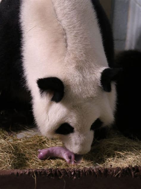 Zoo Atlantas Giant Female Panda Gives Birth To Twins Again