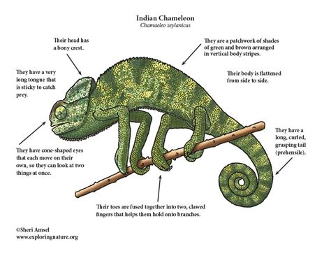 Learn About The Indian Chameleon Learning Life Cycles Nature Study