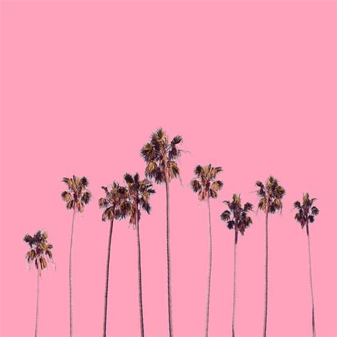 Palm Trees Pink Digital Art By Bekim M