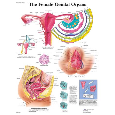Laminated Female Reproductive System Educational Chart Poster Poster