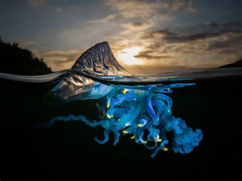 Per il suo aspetto viene spesso scambiata per una medusa, ma è in realtà un sifonoforo. ci mancava solo la caravella portoghese - arriva anche in ...