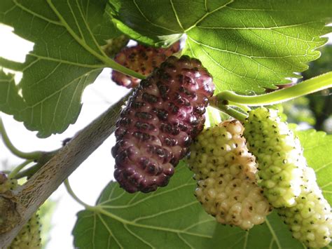 Mulberry Tree Facts That are Absolutely Compelling to Read