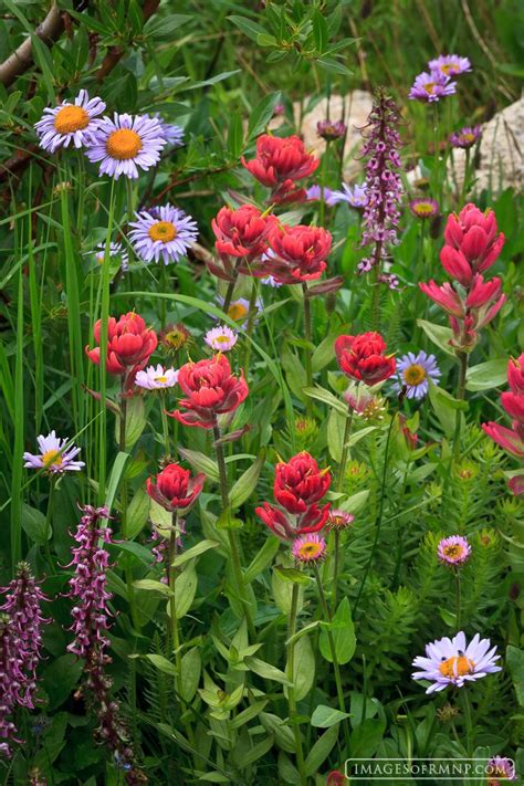 If you are good at identifying mountain wildflowers, i need your. MOUNTAIN BOUQUET Remote, Rocky Mountain National Park ...