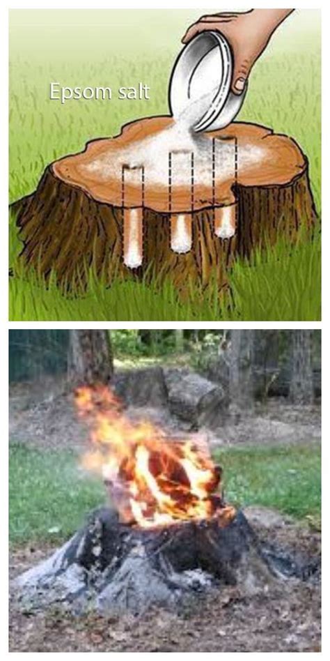 Easiest Way to Remove a Tree Stump Yourself Painlessly + Video in 2020