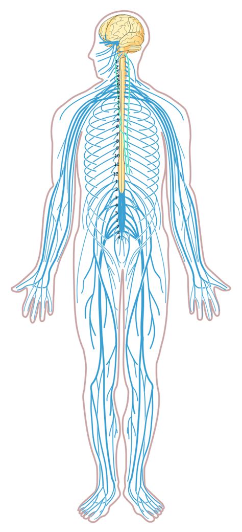 Central Nervous System Diagram Labeled Central Nervous System