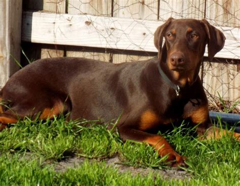 In the past 12 years, their dobermans have finished in the top 11th in the country, meaning, in the dog show circuit, it has one of the top 20 dogs in the united states. PARKAVE KENNEL BORDEAUX AND DOBERMANS, Doberman Pinscher ...