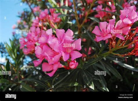 Oleander Flower From Greece Stock Photo Alamy