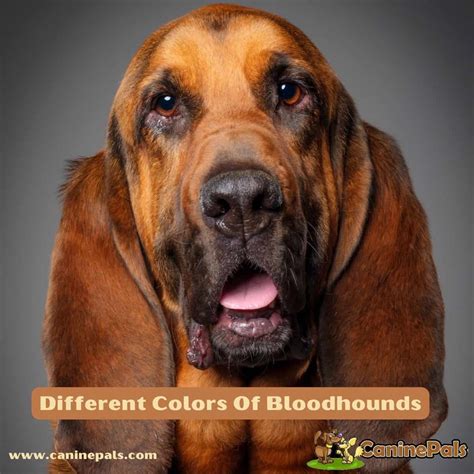 Different Colors Of Bloodhounds All You Need To Know Canine Pals